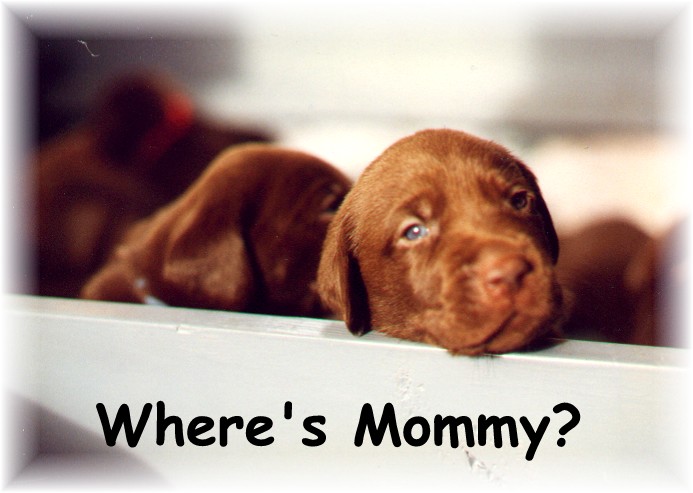 mommy?